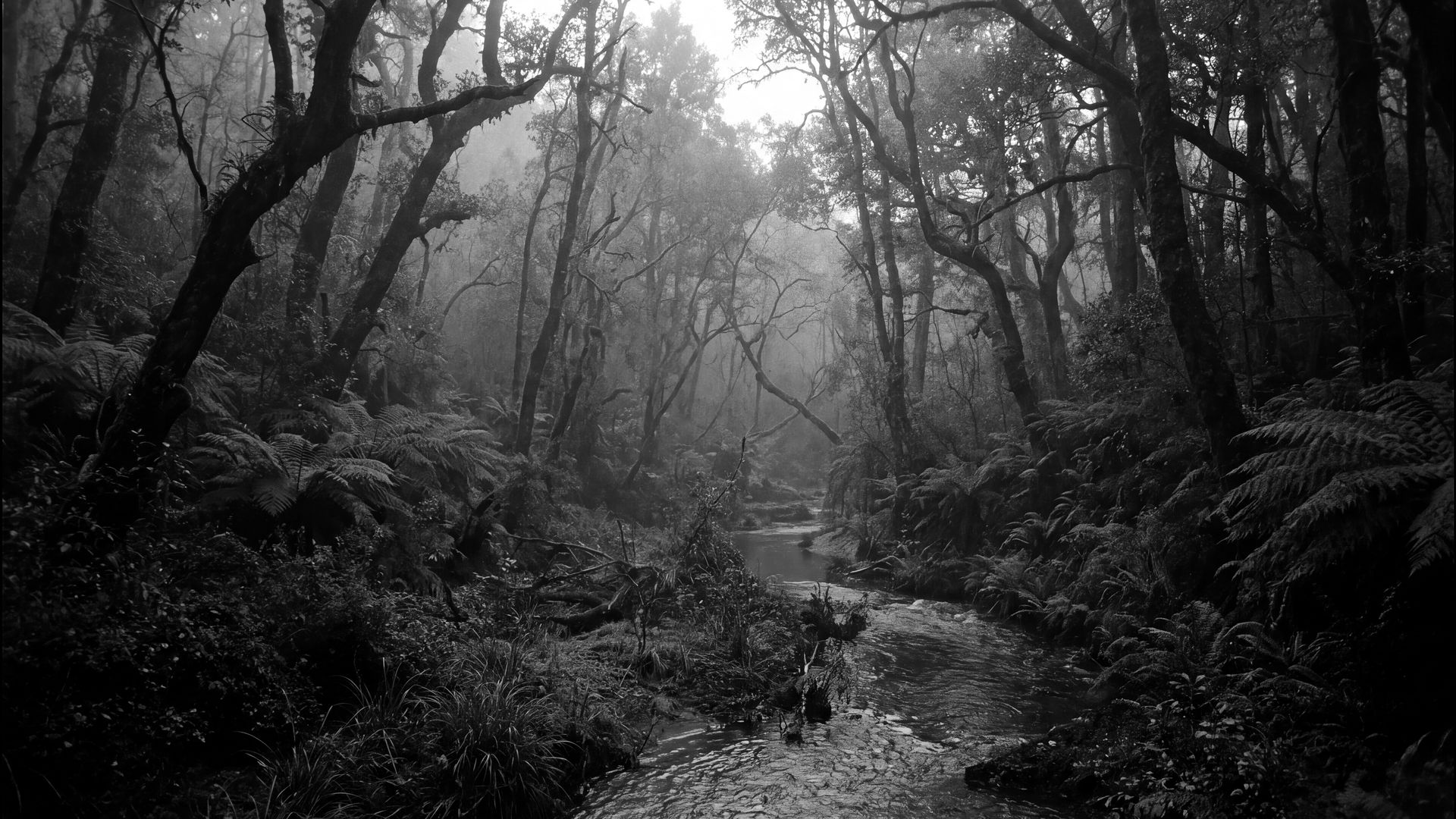 Landscape: a river through a misty forest