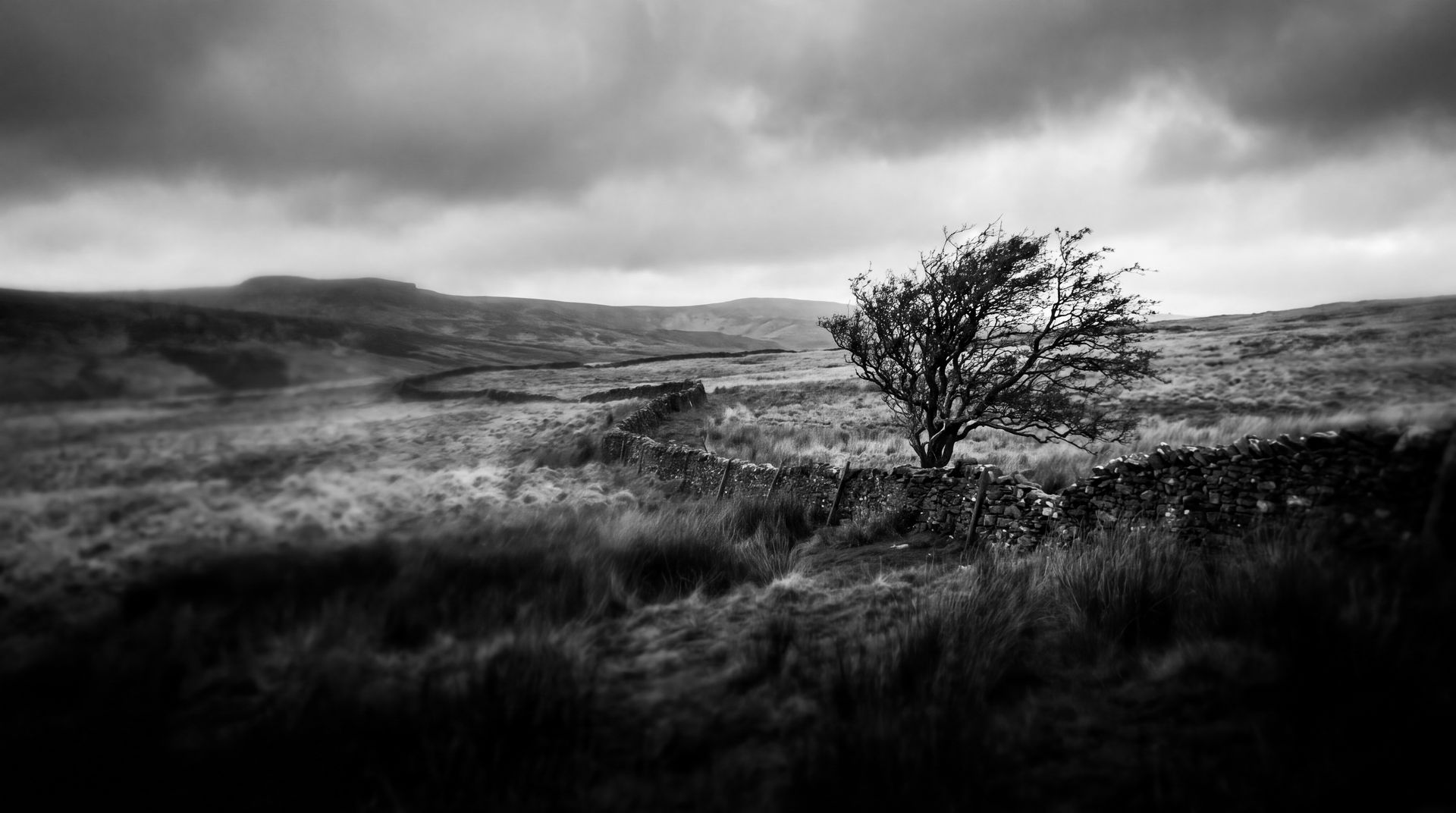 Landscape: a lone windswept tree on moorland